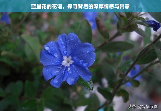 蓝星花的花语，探寻背后的深厚情感与寓意