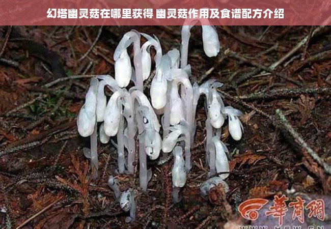 幻塔幽灵菇在哪里获得 幽灵菇作用及食谱配方介绍