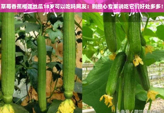 草莓香蕉榴莲丝瓜18岁可以吃吗网友：别担心专家说吃它们好处多多！