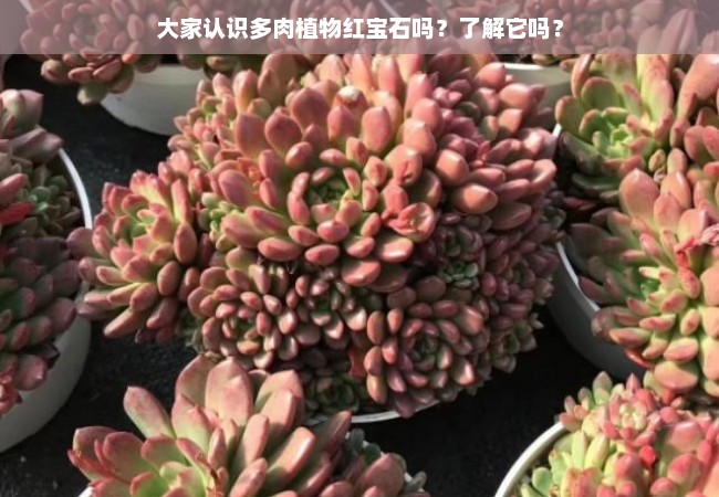 大家认识多肉植物红宝石吗？了解它吗？